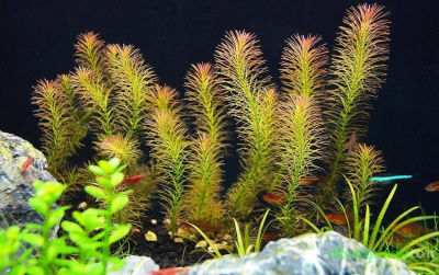 Ротала Бонгладеш (меристемное растение), ф60х40 мм